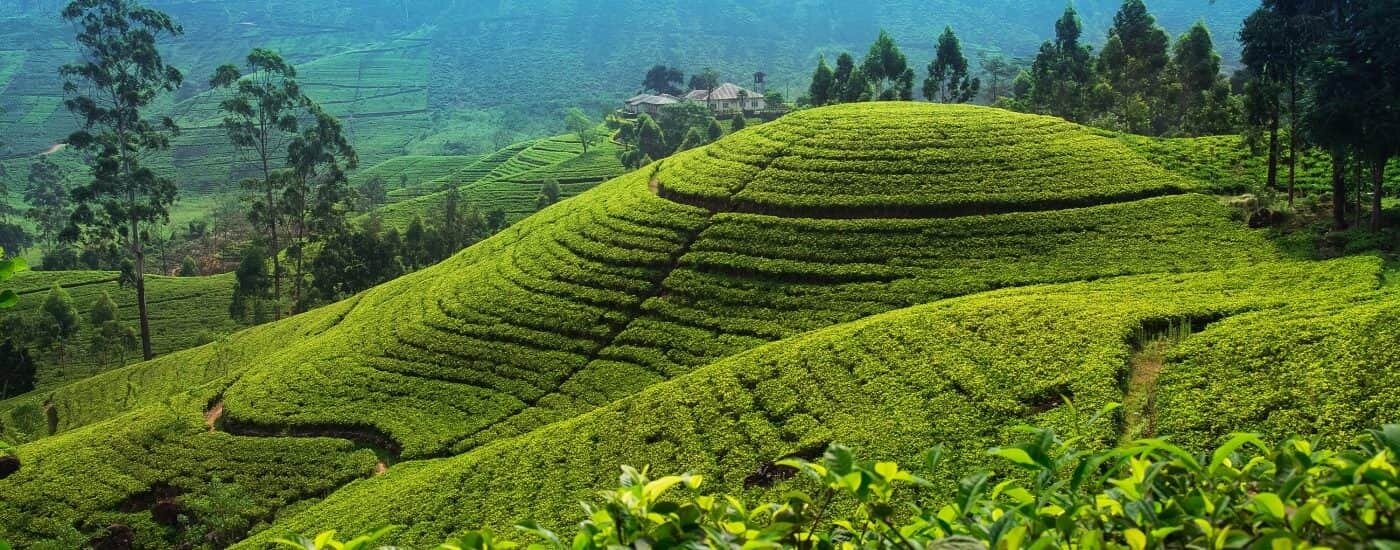Nuwara Eliya Ella Tour